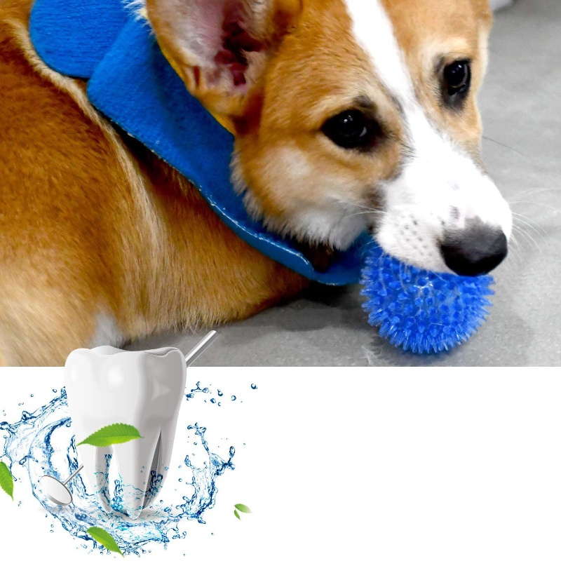 Pet Toy Ball for Cats And Dogs - Pet Dental Chew Toy 리뷰 및 가격