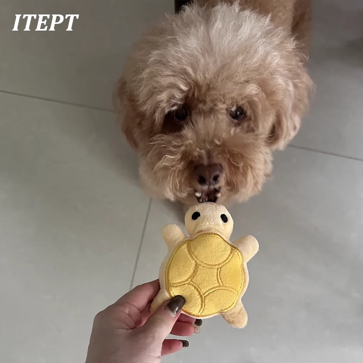 Mini turtle plush dog chew toy - Pet Dental Chew Toy 리뷰 및 가격