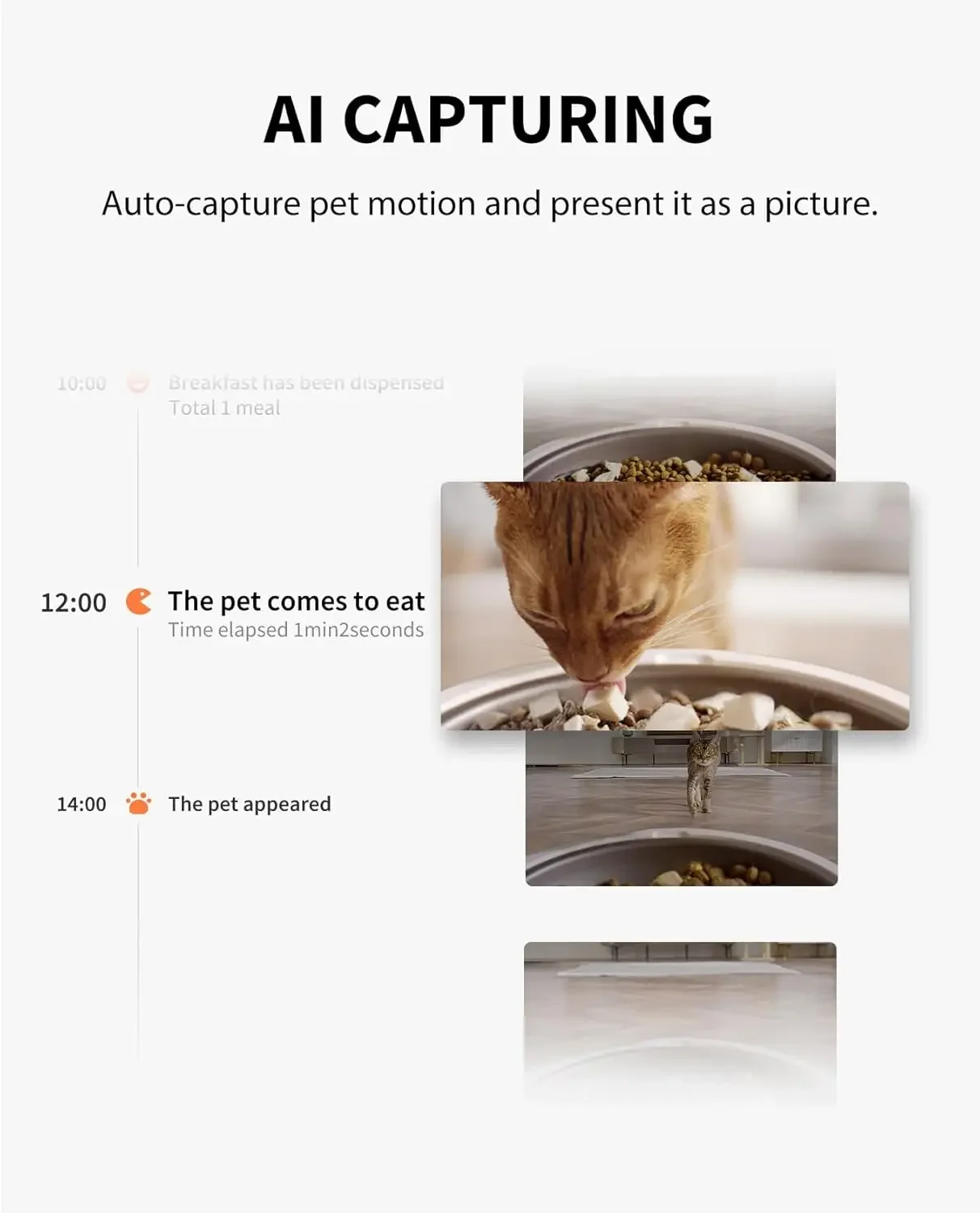 Automatic Cat Feeder with Came - Automatic Pet Feeder 리뷰 및 가격